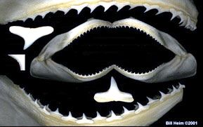 Carcharhinus brevipinna_05.jpg